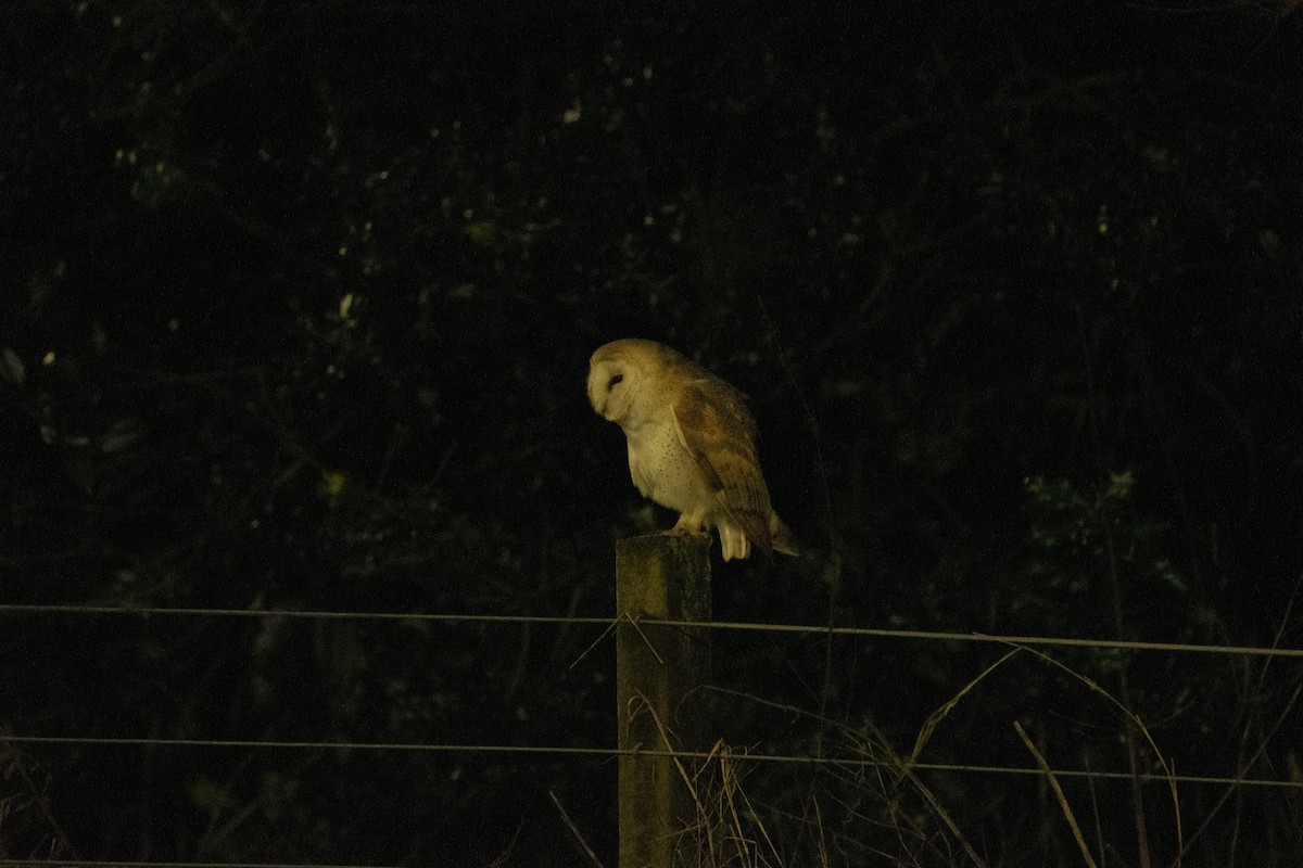 Barn Owl - ML615153652