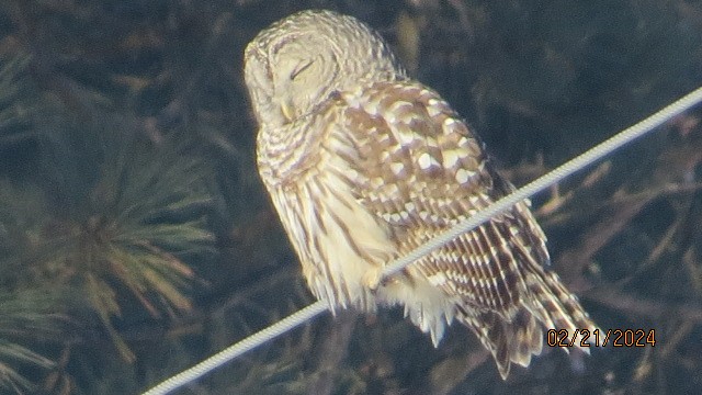 Barred Owl - ML615153655