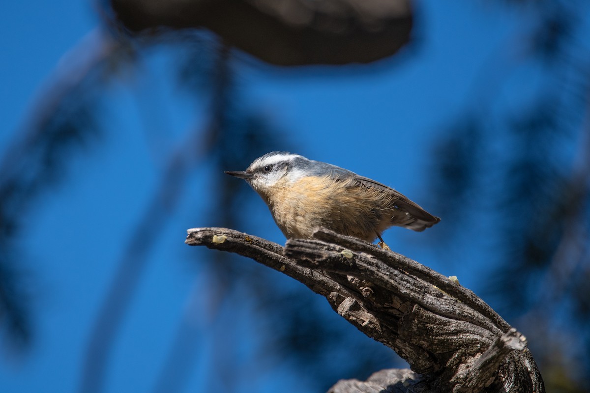 Red-breasted Nuthatch - ML615153665