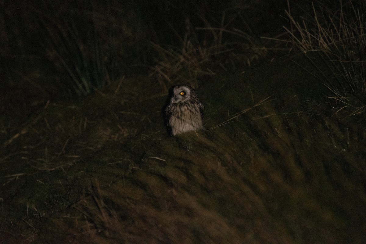Short-eared Owl - ML615153671