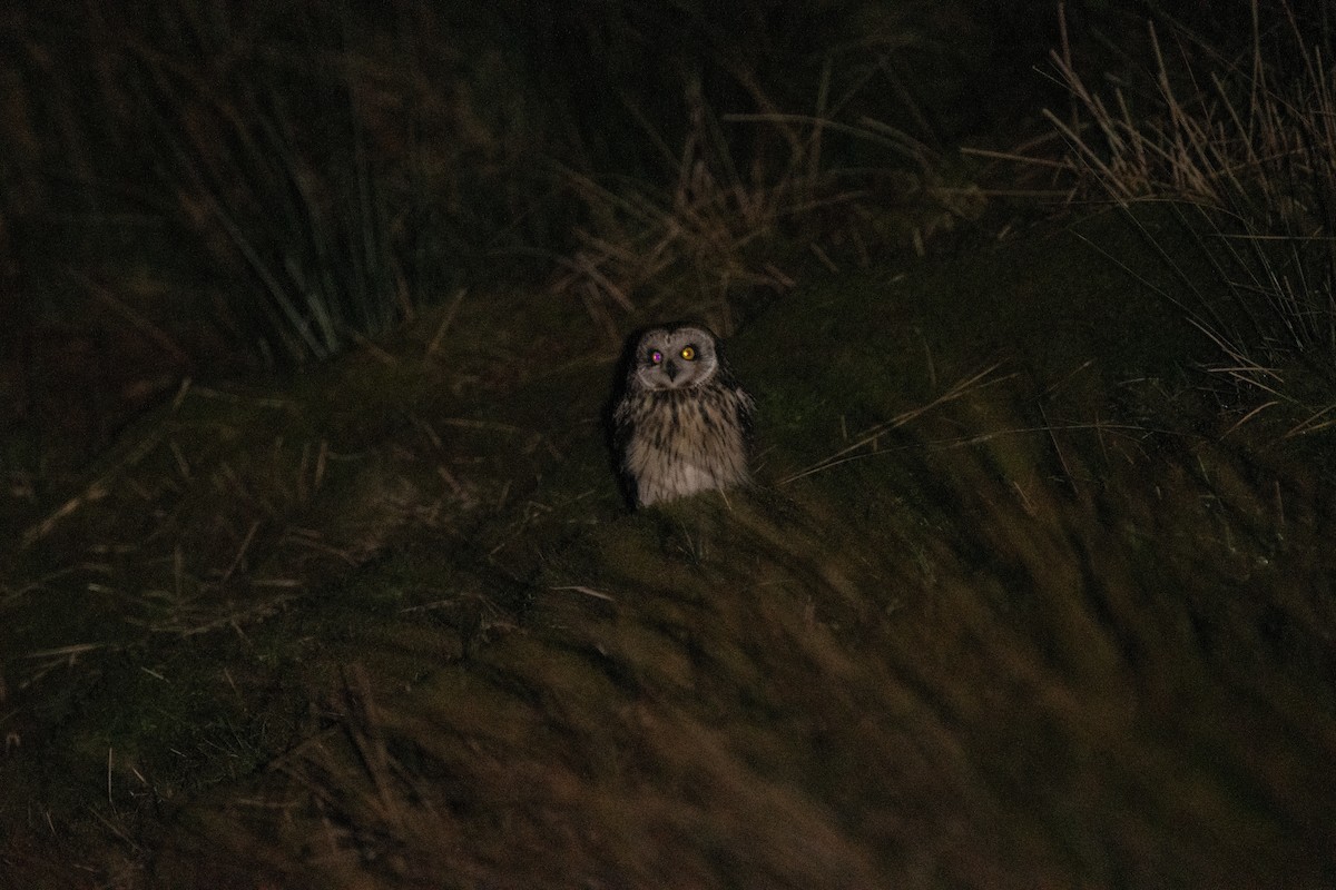 Short-eared Owl - ML615153672