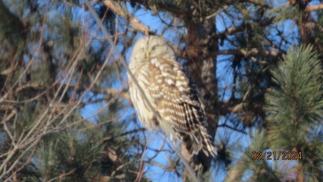 Barred Owl - ML615153674