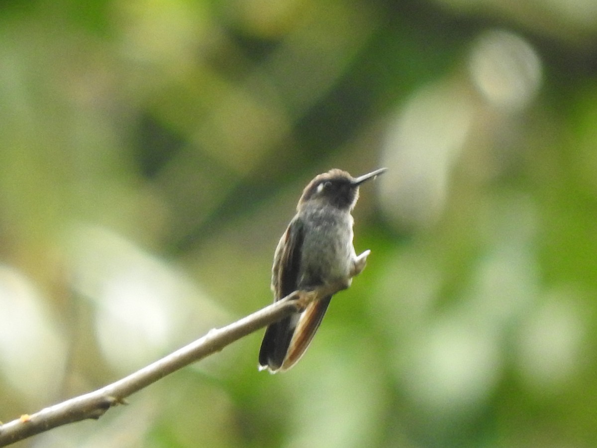 kolibřík fialovohlavý - ML615154036