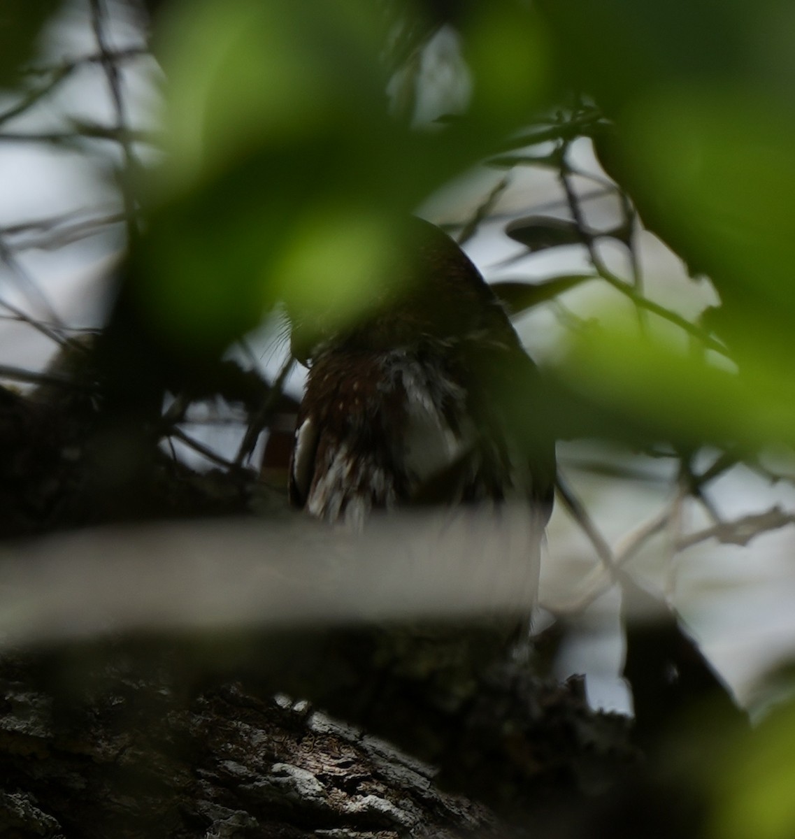 Ferruginous Pygmy-Owl - ML615154116