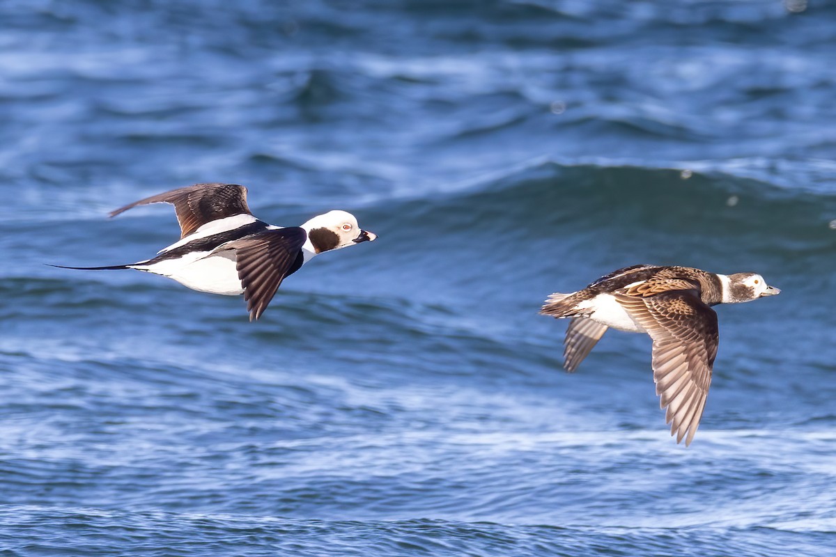 Long-tailed Duck - ML615154205