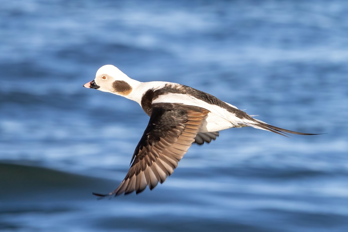 Long-tailed Duck - ML615154208