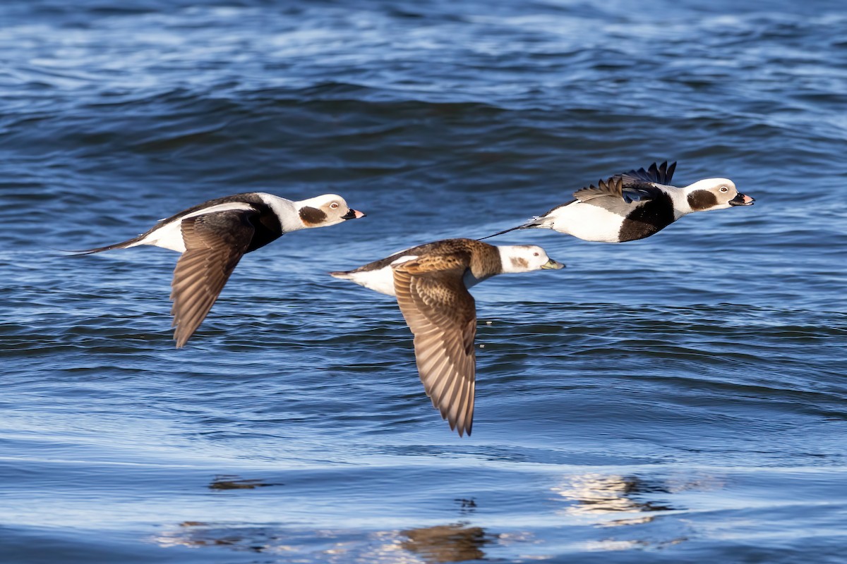 Long-tailed Duck - ML615154212