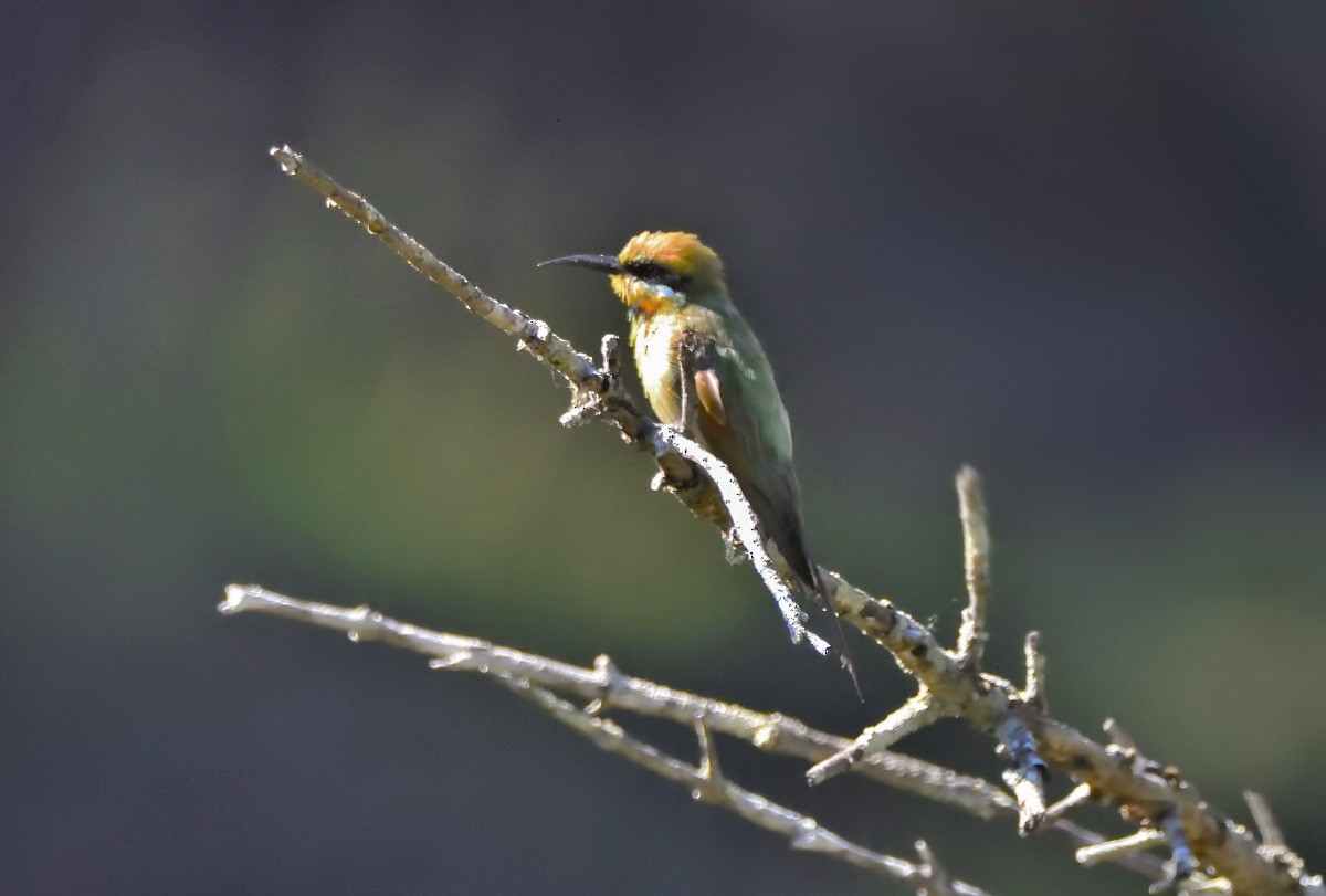 Rainbow Bee-eater - ML615154262