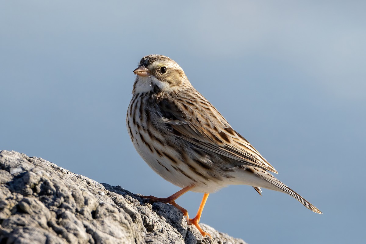 Savannah Sparrow (Ipswich) - ML615154369