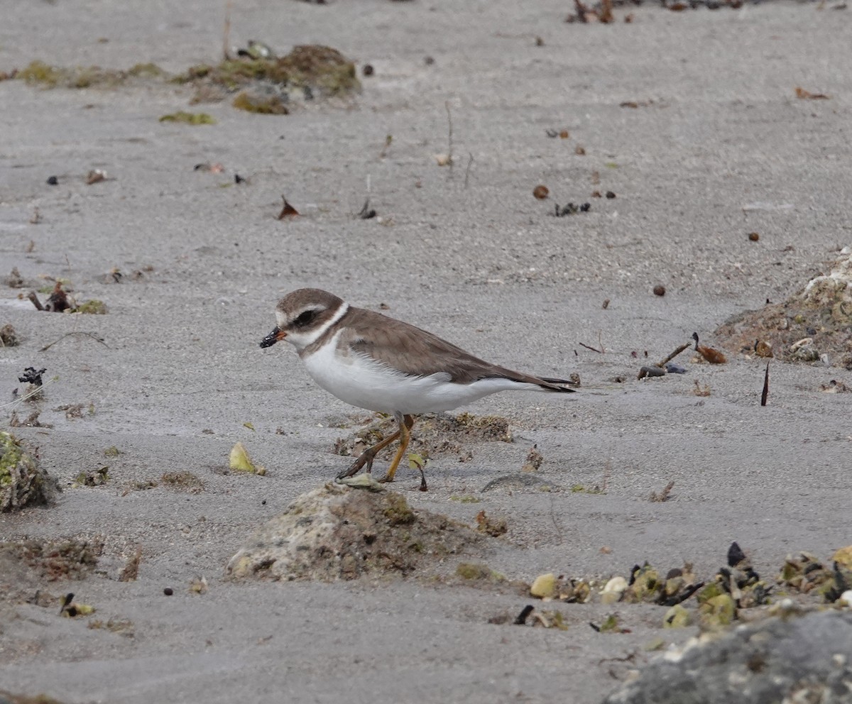Semipalmated Plover - ML615154504