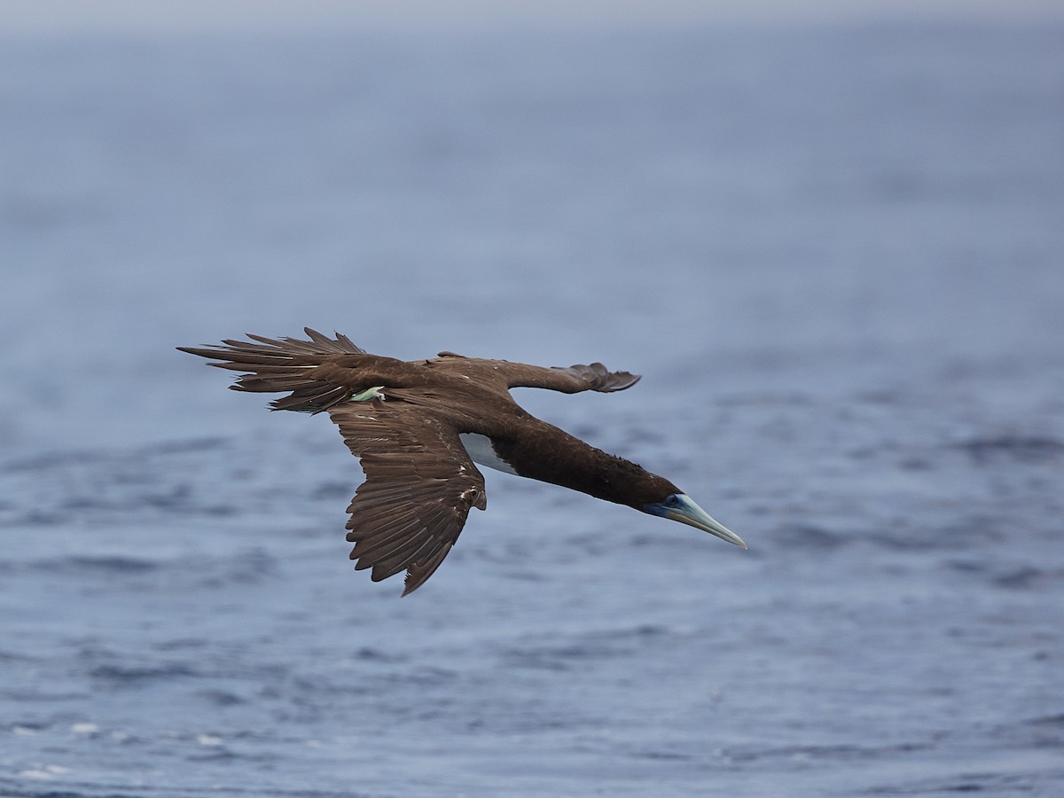 Brown Booby (Forster's) - ML615154585