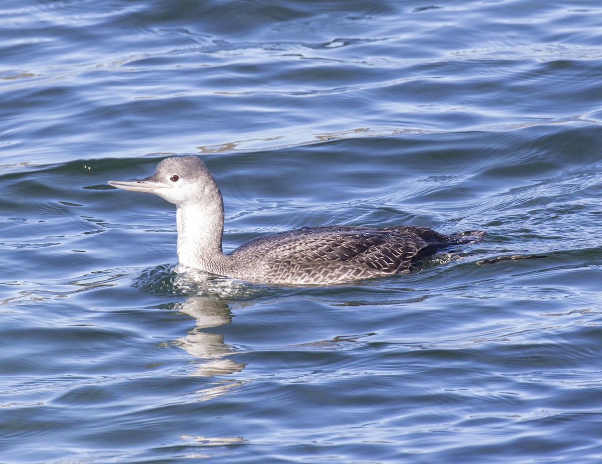Red-throated Loon - ML615154620
