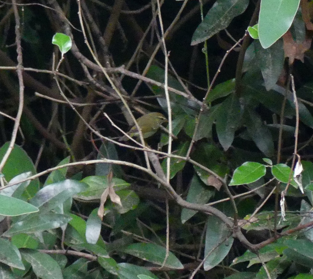Kamchatka Leaf Warbler - ML615154666