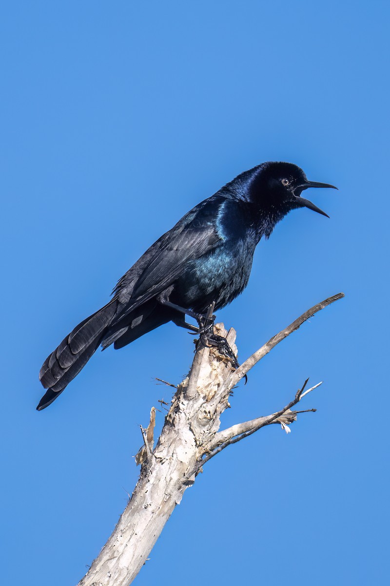 Boat-tailed Grackle - ML615154824