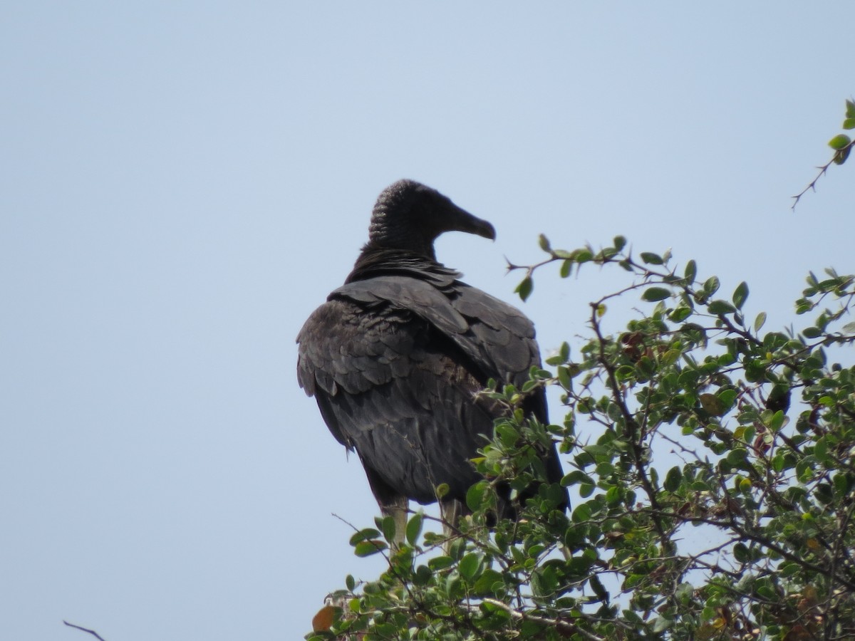 Black Vulture - ML615154993