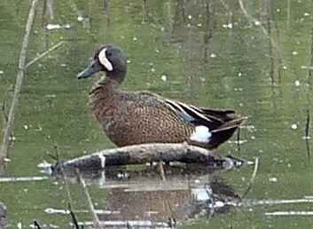 Blue-winged Teal - ML615155070