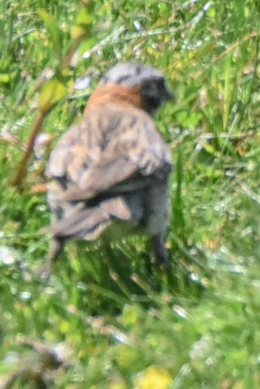 Rufous-collared Sparrow - ML615155551