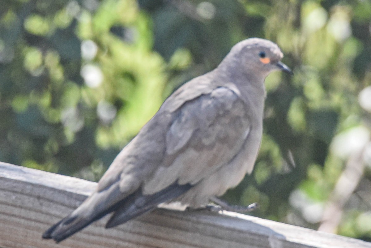 Black-winged Ground Dove - ML615155595