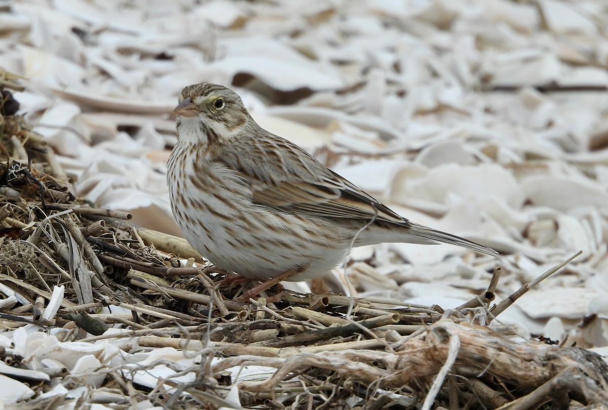 Savannah Sparrow (Ipswich) - Gene Muller