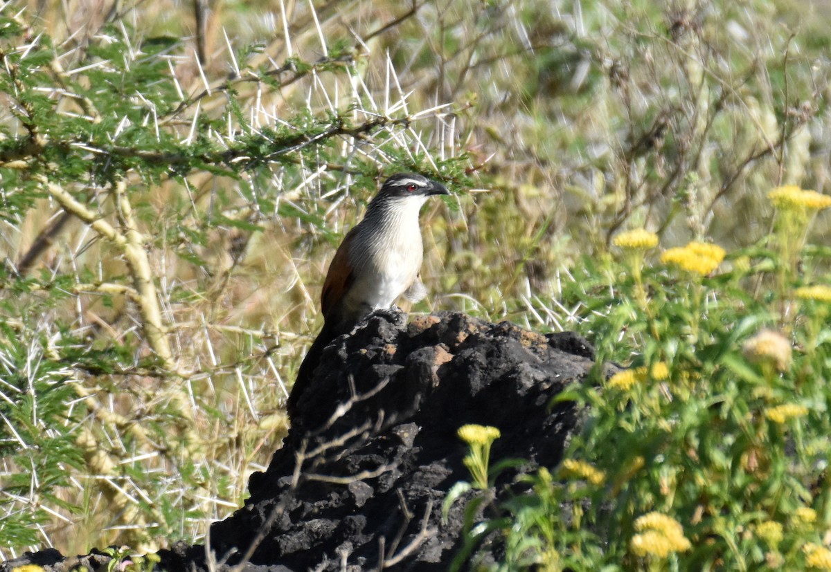 White-browed Coucal - ML615156000