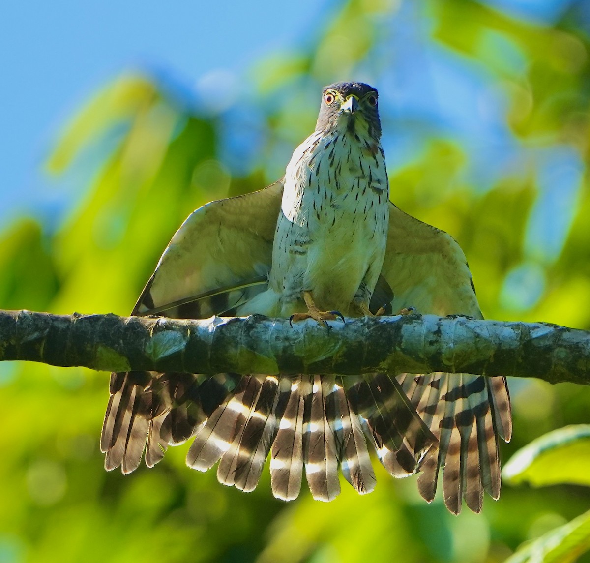 Double-toothed Kite - ML615156107