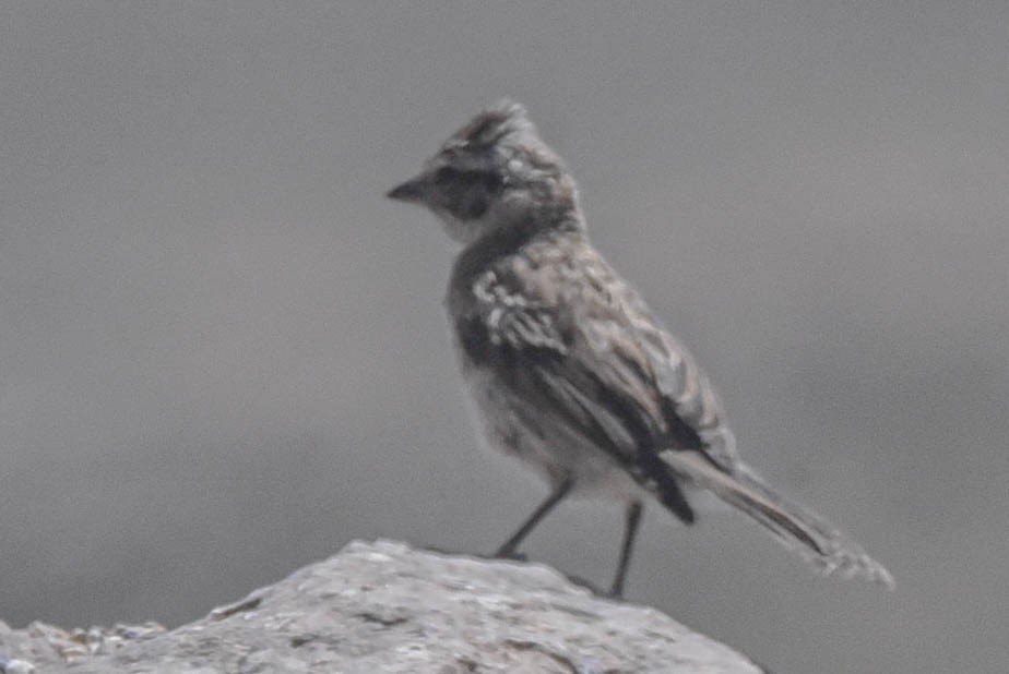 Rufous-collared Sparrow - ML615156191