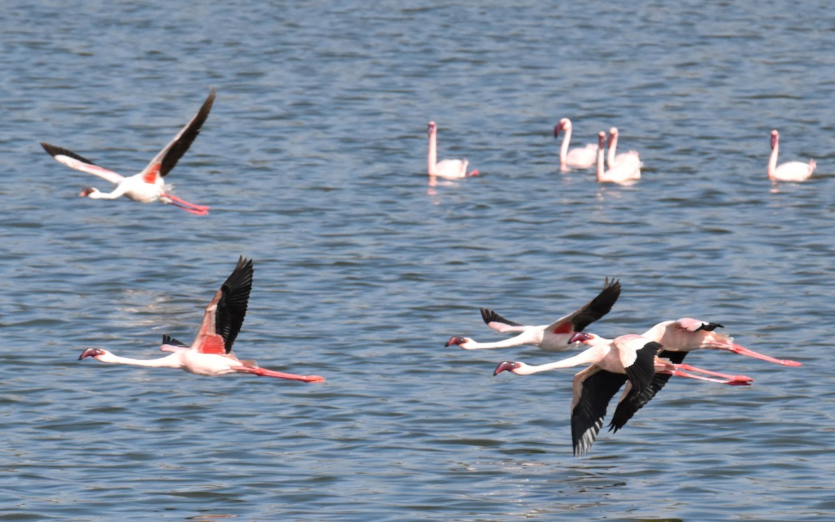 Lesser Flamingo - ML615156234
