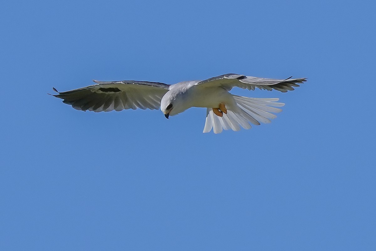 White-tailed Kite - ML615156240