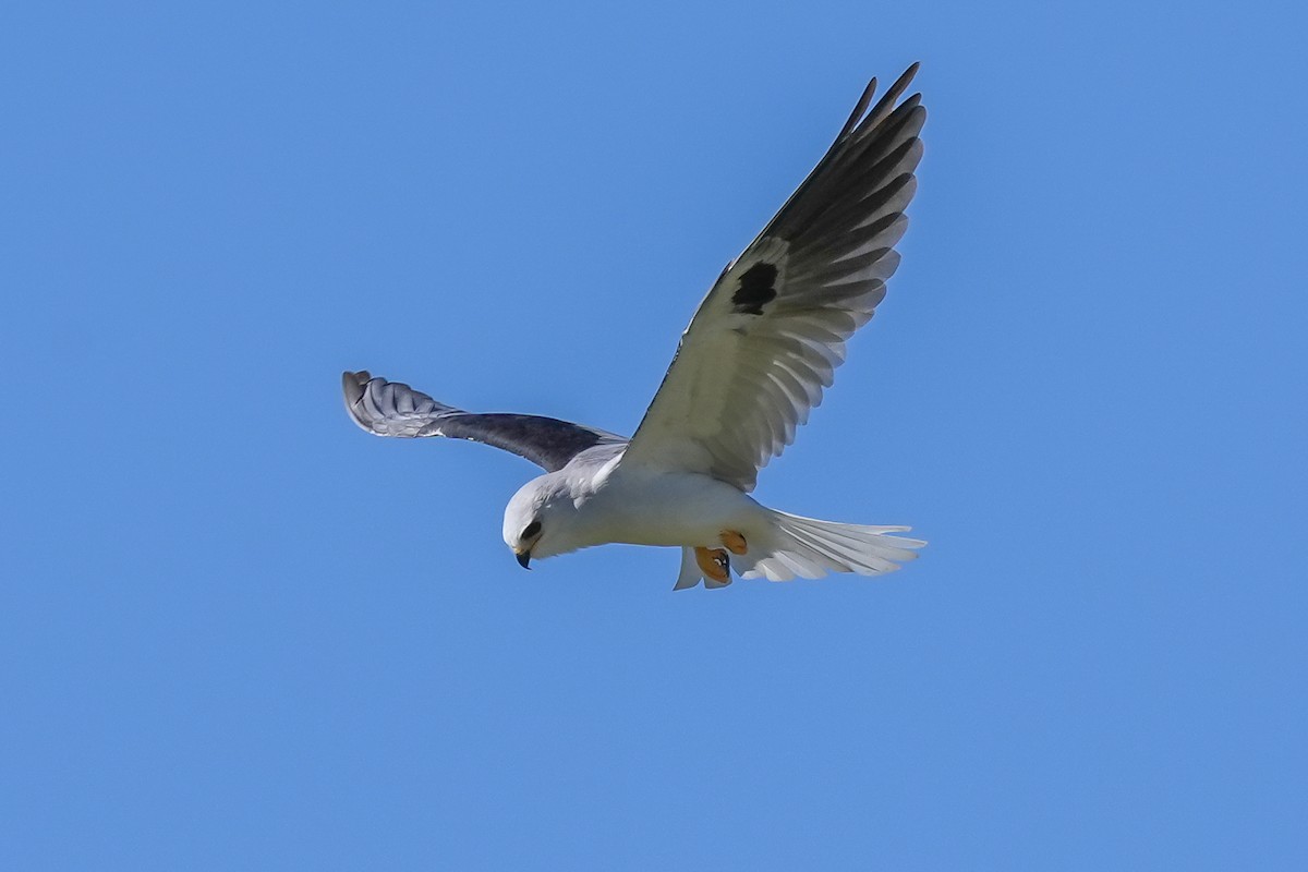 White-tailed Kite - ML615156241