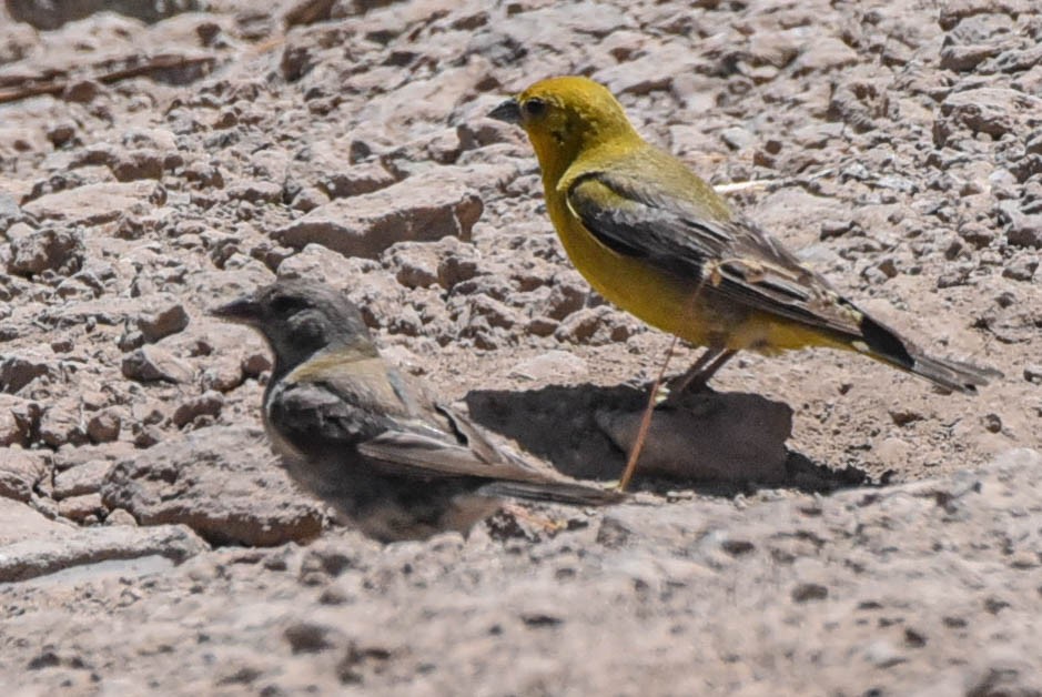 Greater Yellow-Finch - ML615156279
