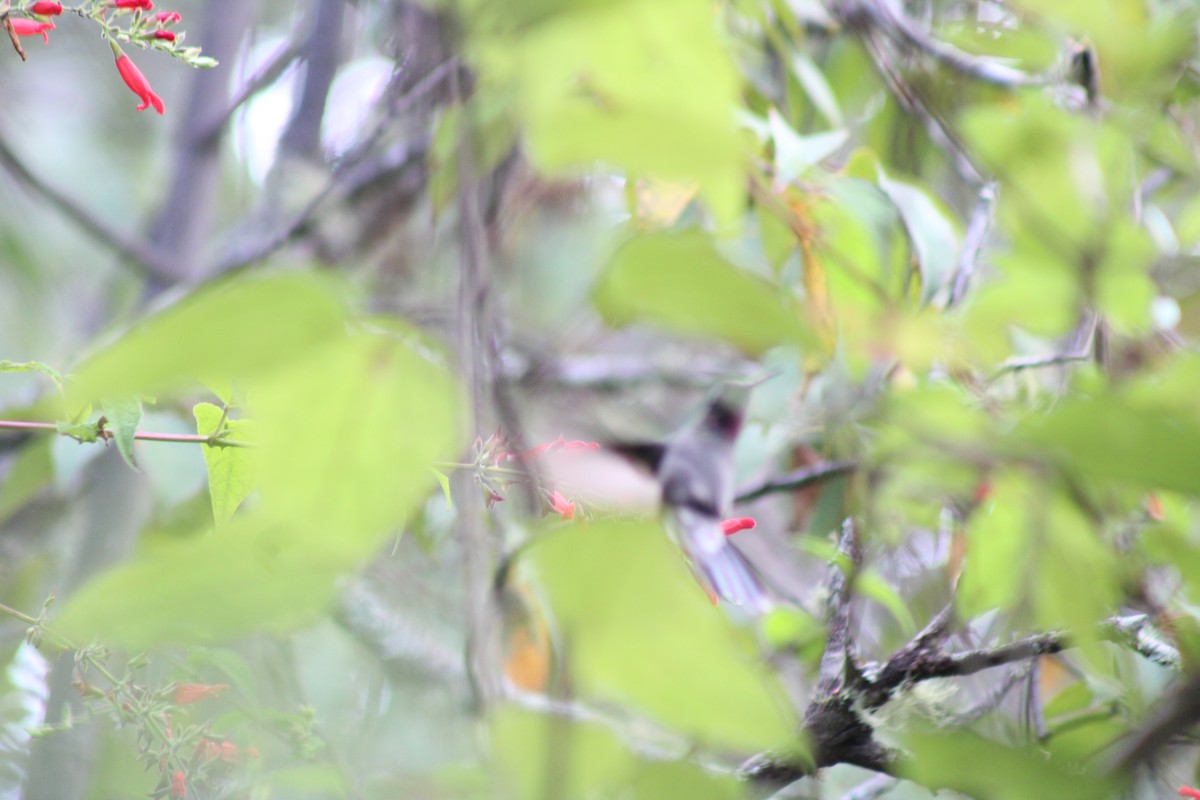 kolibřík ametystohrdlý - ML615156292