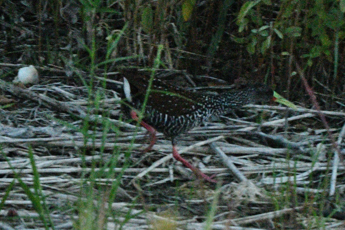 Spotted Rail - ML615156302