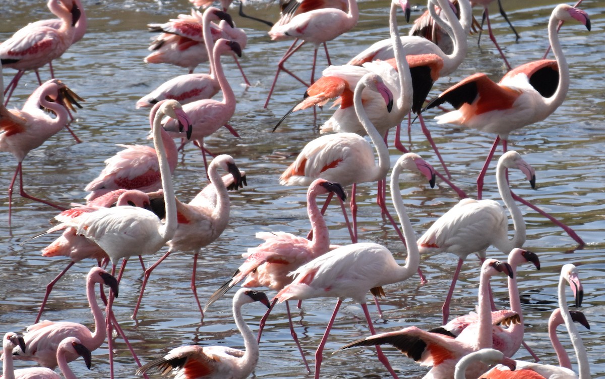 Greater Flamingo - ML615156306