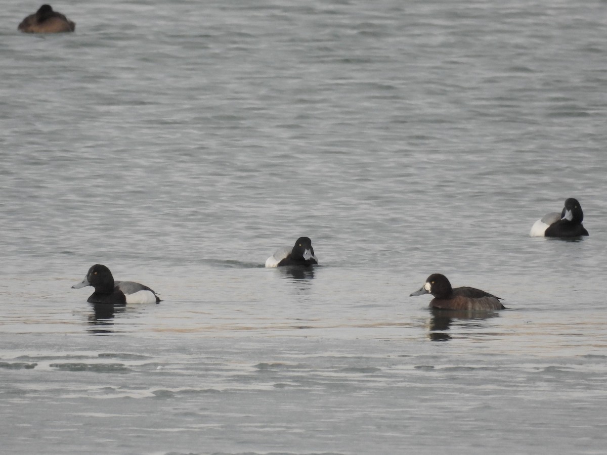 Greater Scaup - ML615156368