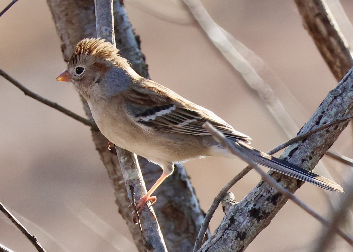 Field Sparrow - Jay Carroll