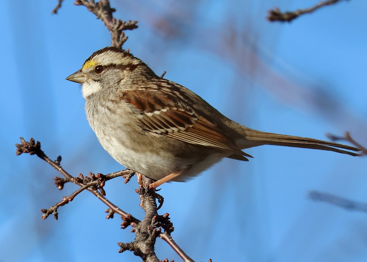White-throated Sparrow - Jay Carroll