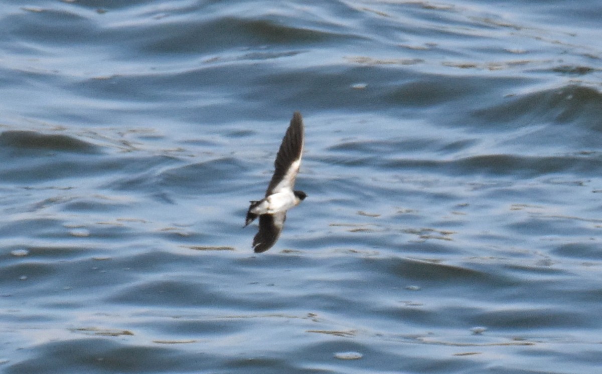 Wire-tailed Swallow - ML615156520
