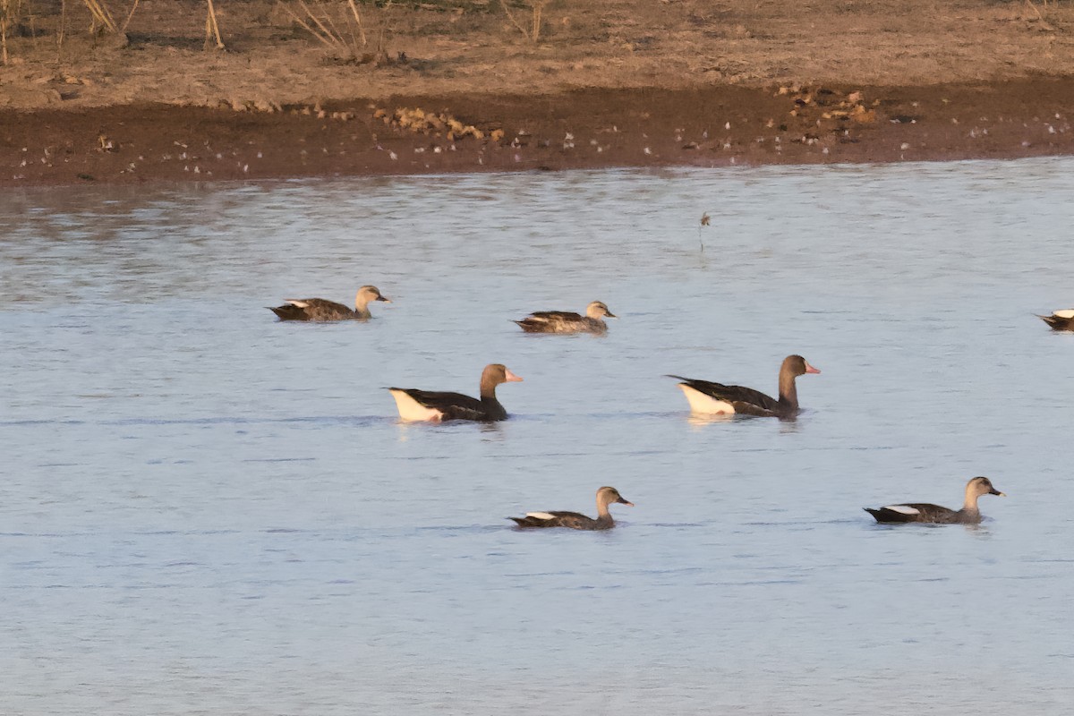 Greater White-fronted Goose - ML615156616