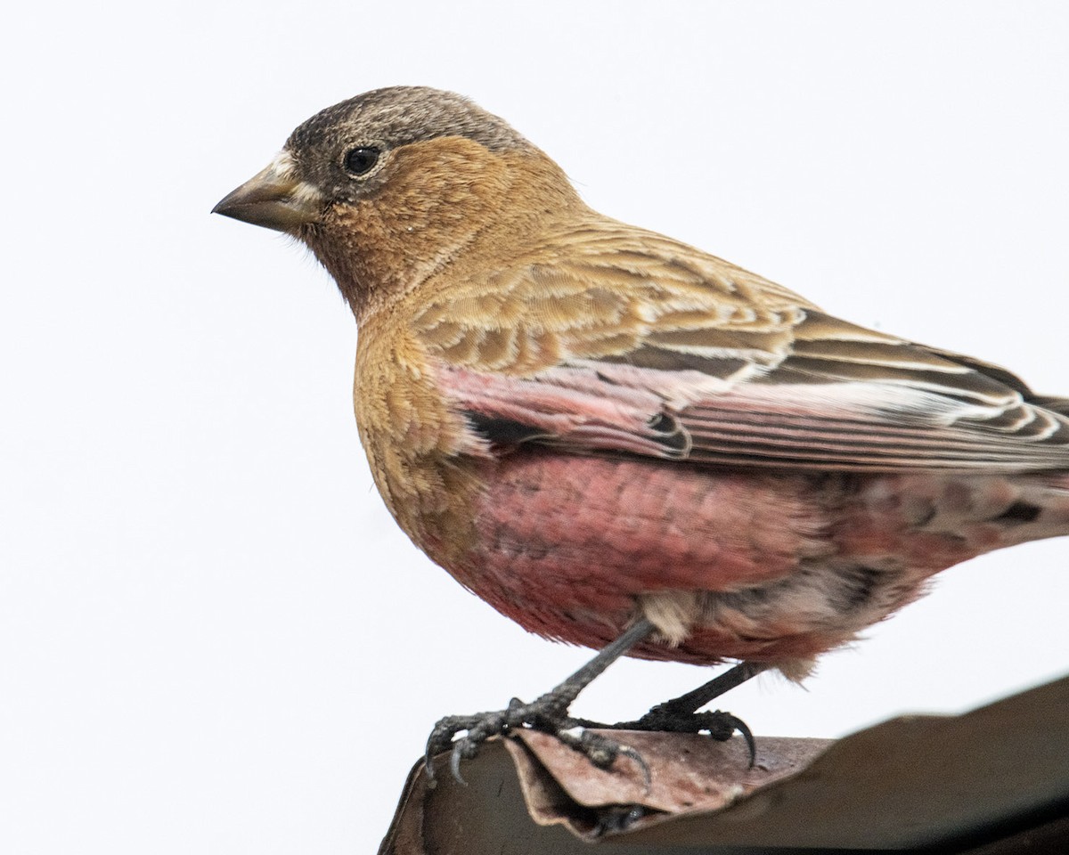 Brown-capped Rosy-Finch - ML615157129