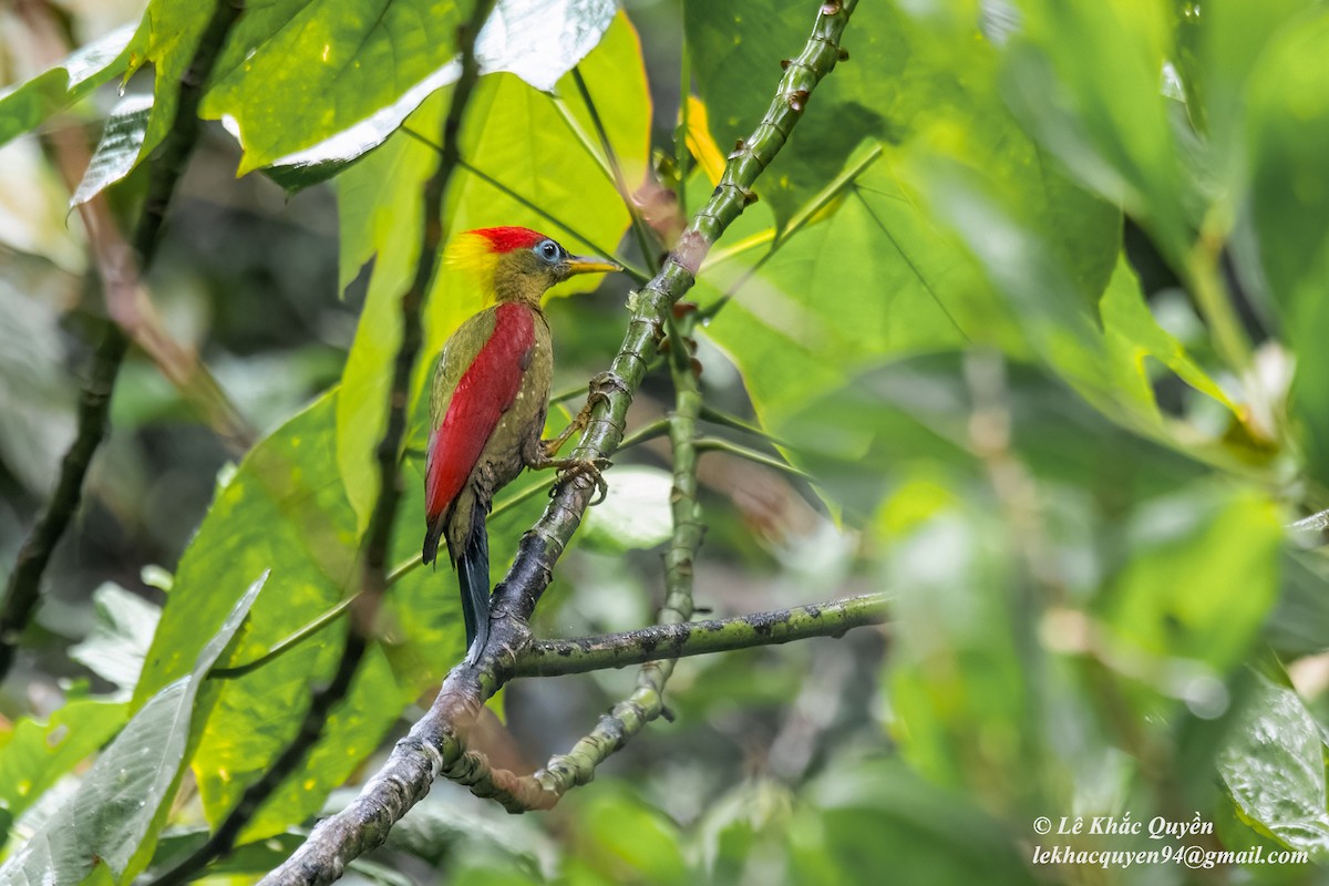 Crimson-winged Woodpecker - ML615157161