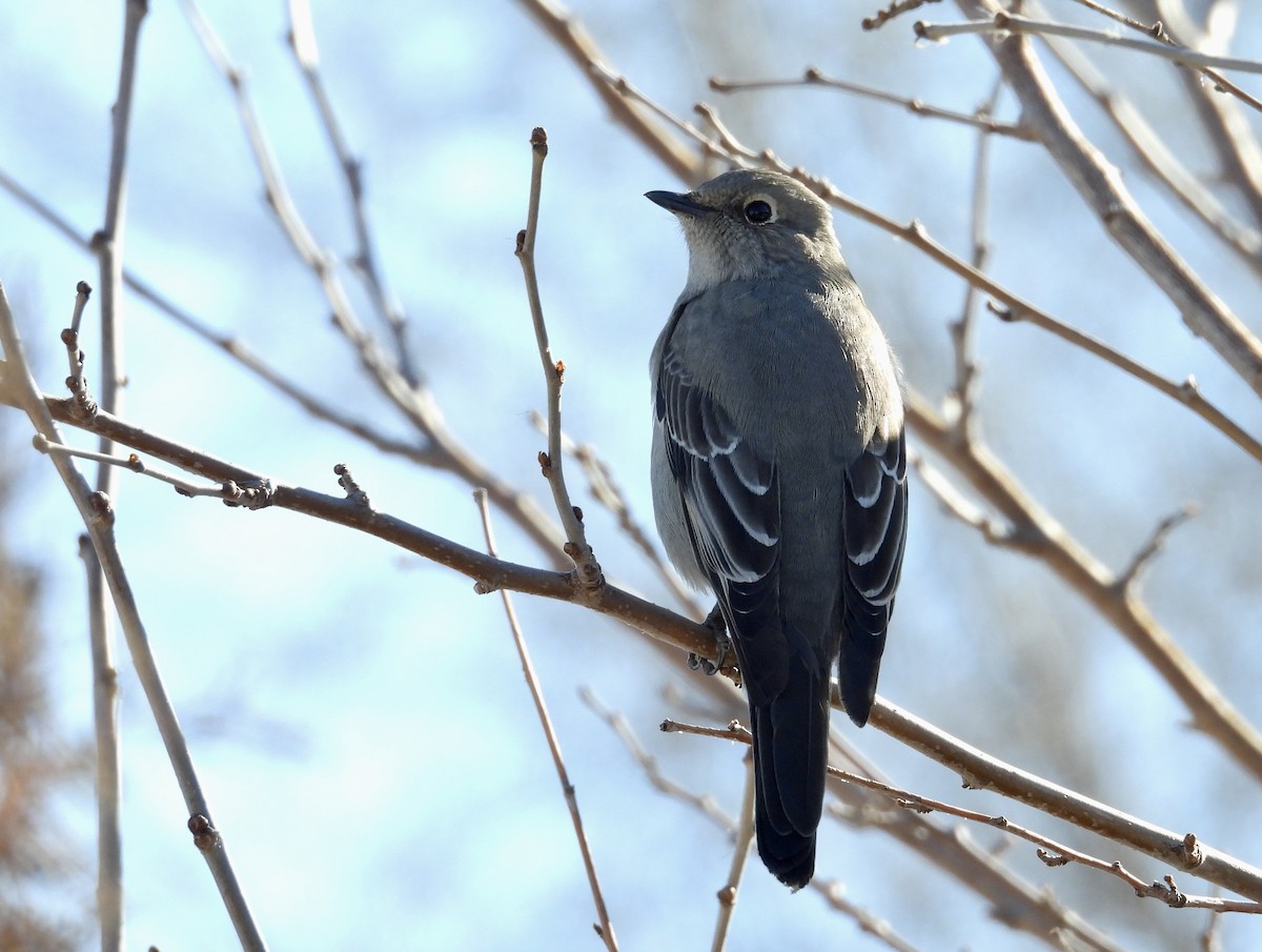Townsend's Solitaire - ML615157164