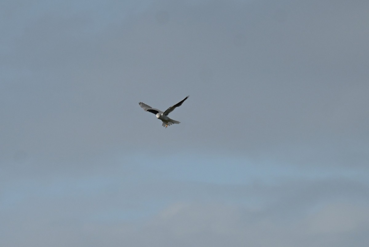 White-tailed Kite - ML615157356