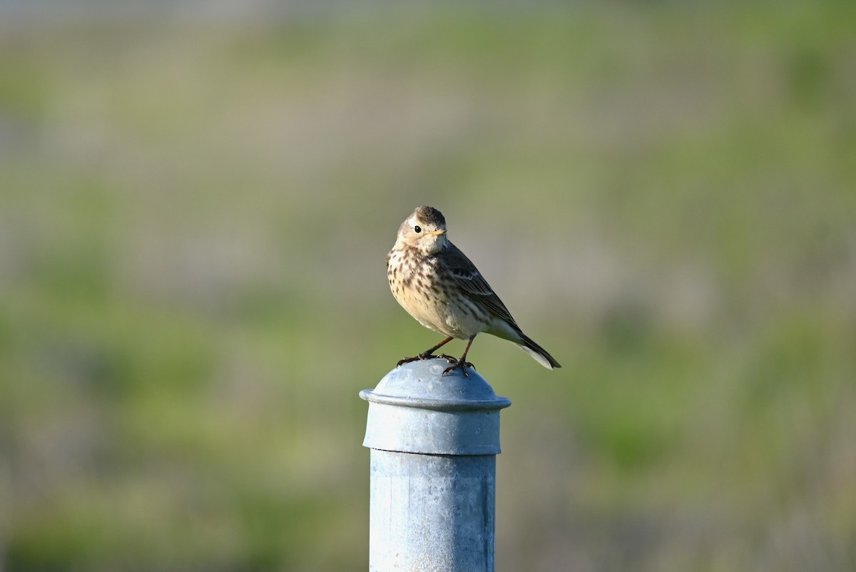 American Pipit - Dylan Law