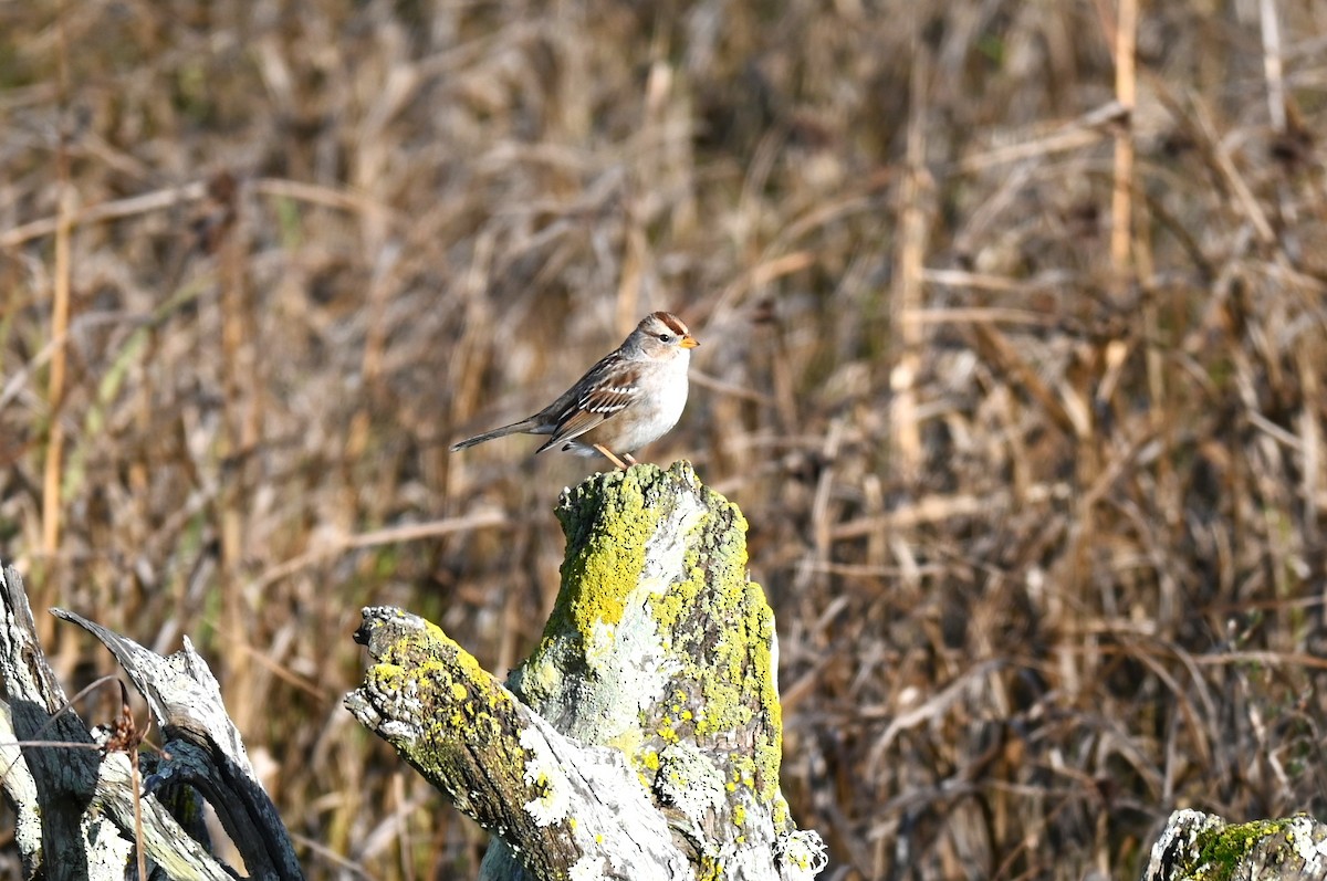 White-crowned Sparrow - ML615157399
