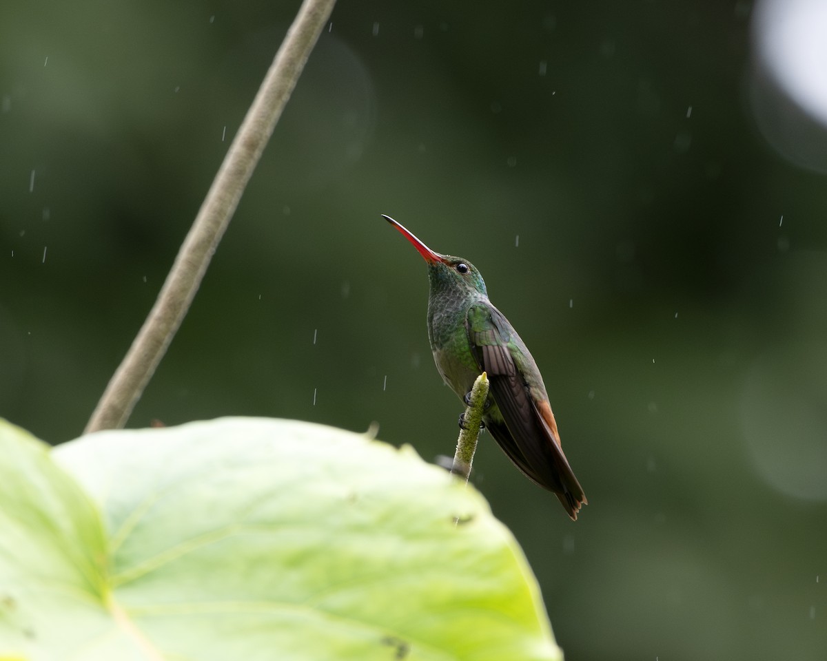Rufous-tailed Hummingbird - ML615157411
