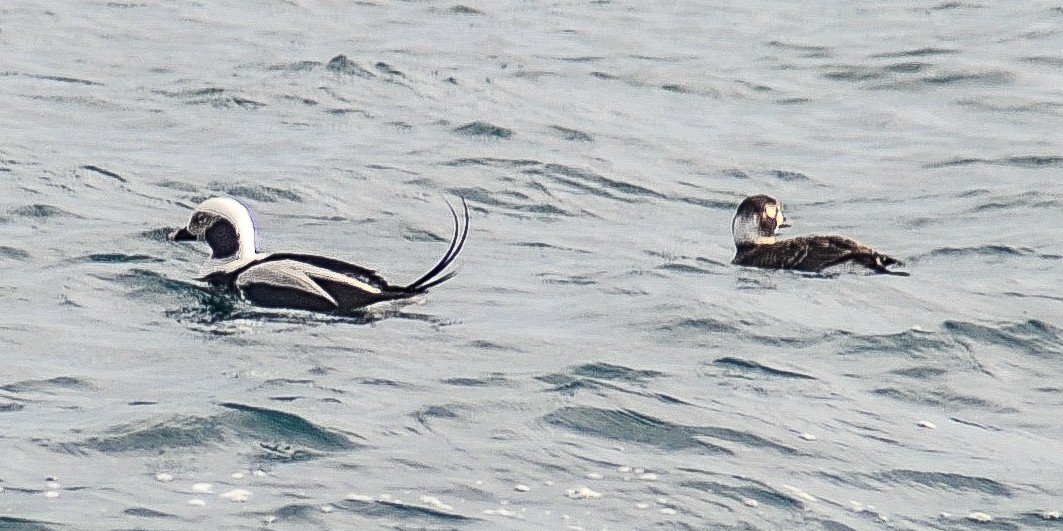 Long-tailed Duck - ML615157628