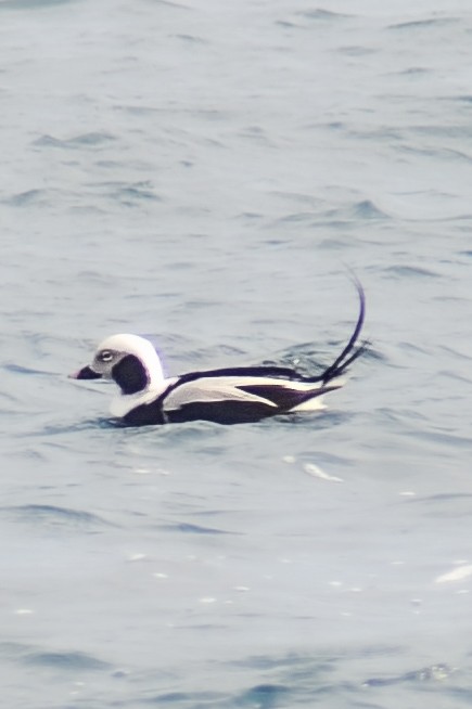 Long-tailed Duck - ML615157629