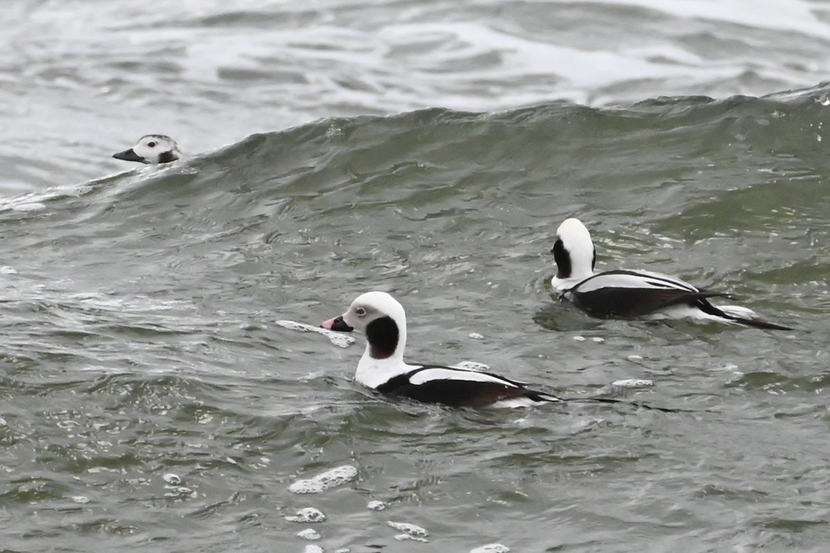 Long-tailed Duck - ML615157803