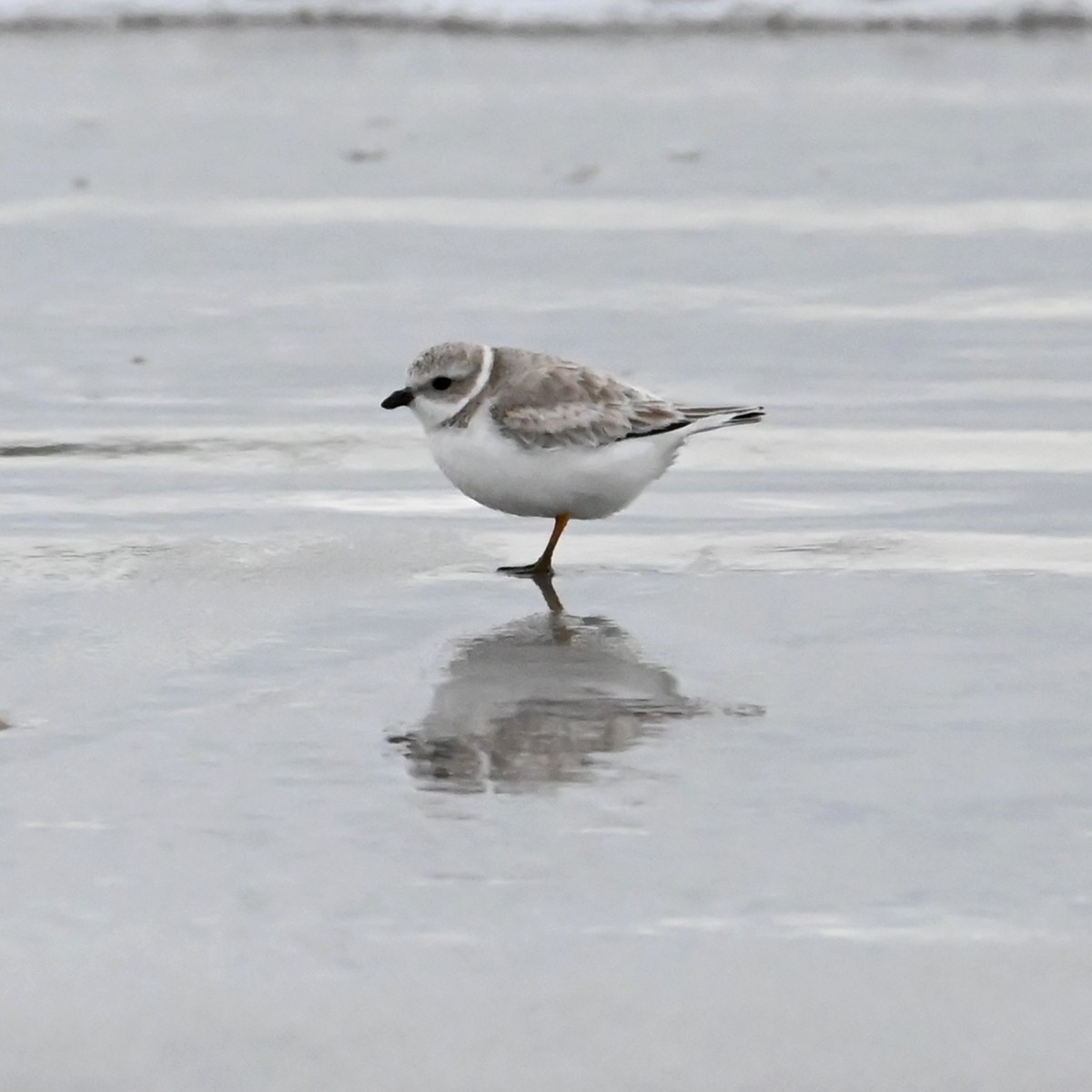 Piping Plover - ML615157813