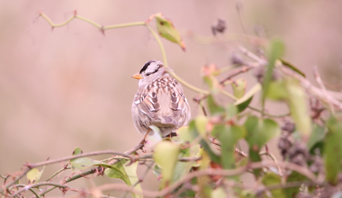 White-crowned Sparrow (Gambel's) - John Groskopf